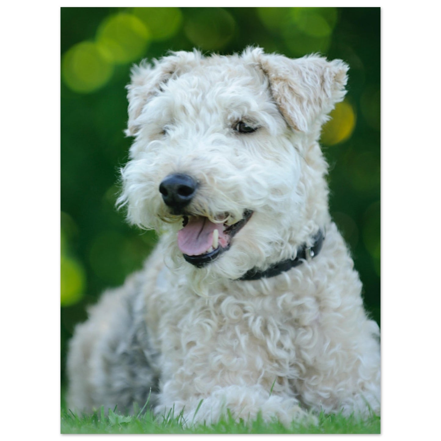 White Terrier