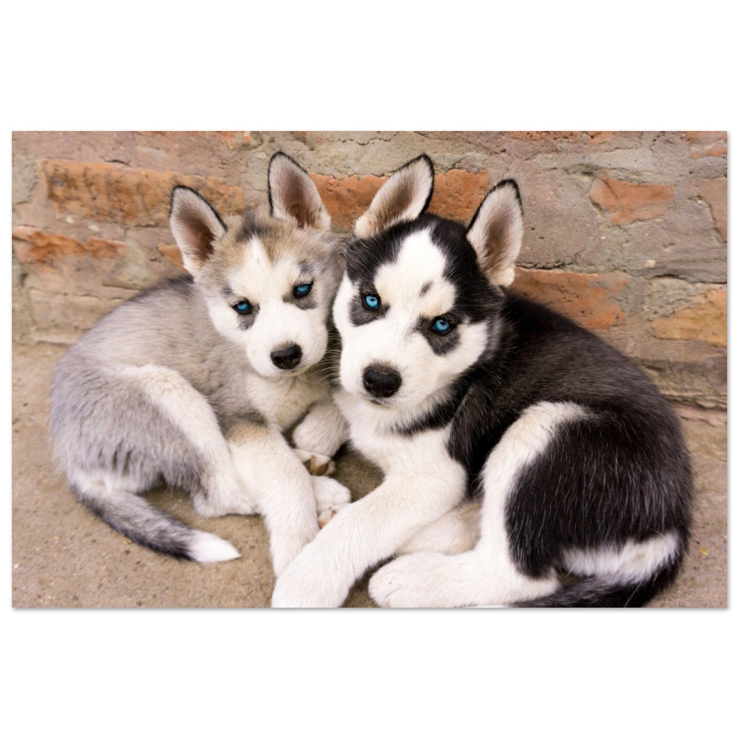 Mga Husky Puppies